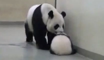 Мама-панда укладывает спать сына