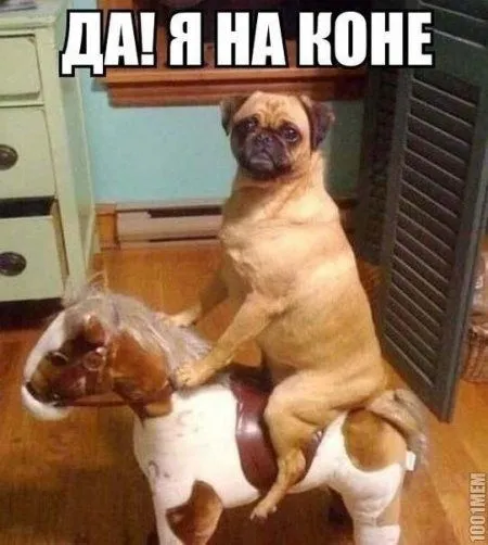 Прикольные картинки и фото, так много позитивных планов