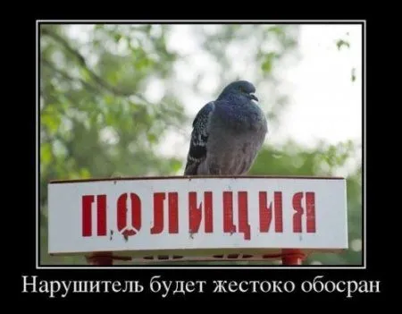 Демотиваторынц как обычно полны приколов Демотиваторынц как обычно полны приколов