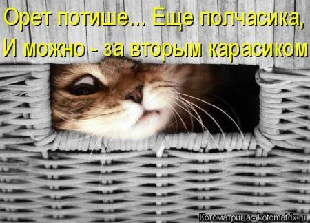 Без кота жизнь не та! Свежая котоматрица