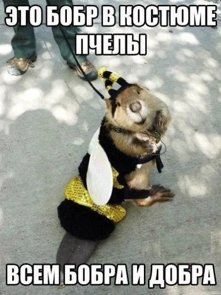 Большая доза хихиина