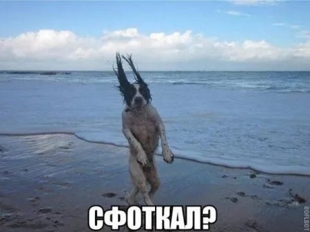 Большая доза хихиина