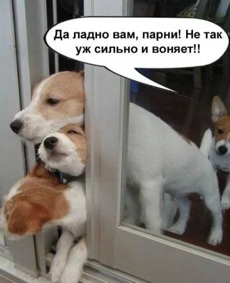 Фото приколы на ночь глядя