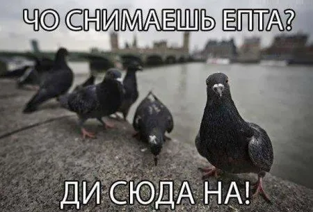 Фото приколы на ночь глядя