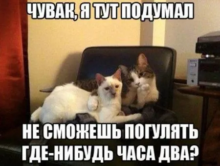 Котоматрицы, чуть-чуть просто фото с высказываниями
