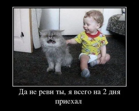 Подборка милых и очаровательных котэ