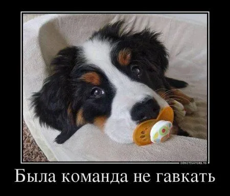 Прикольные демотиваторы, не проходите мимо Прикольные демотиваторы, не проходите мимо
