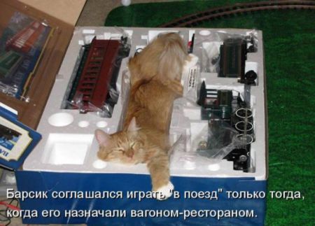 КотоМатрицы