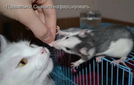 КотоМатрицы