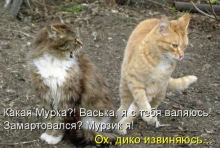 КотоМатрицы