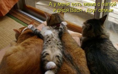 КотоМатрицы