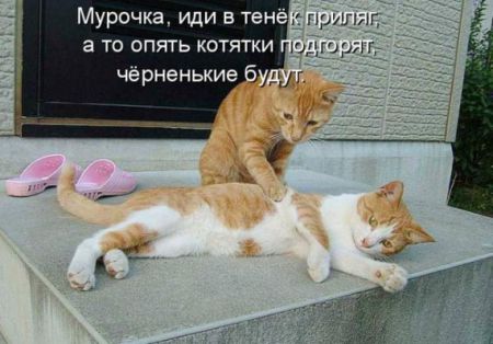 КотоМатрицы