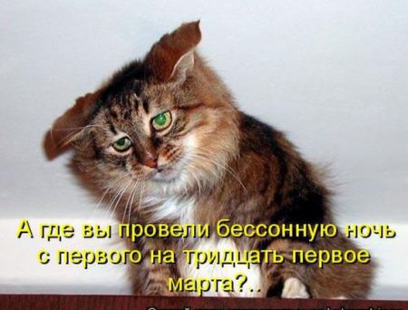 КотоМатрицы