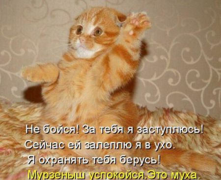 КотоМатрицы