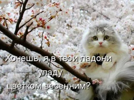 КотоМатрицы