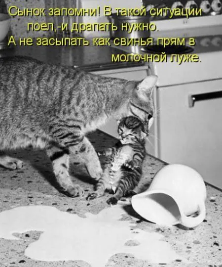 КотоМатрицы