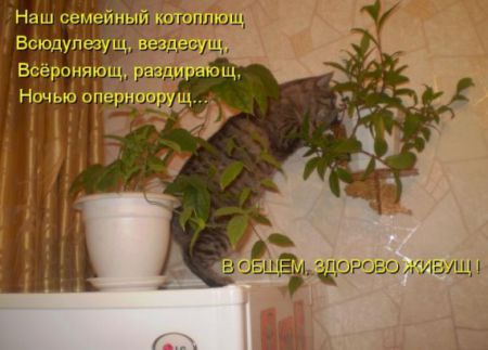 КотоМатрицы