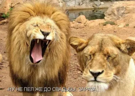 КотоМатрицы