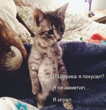 КотоМатрицы