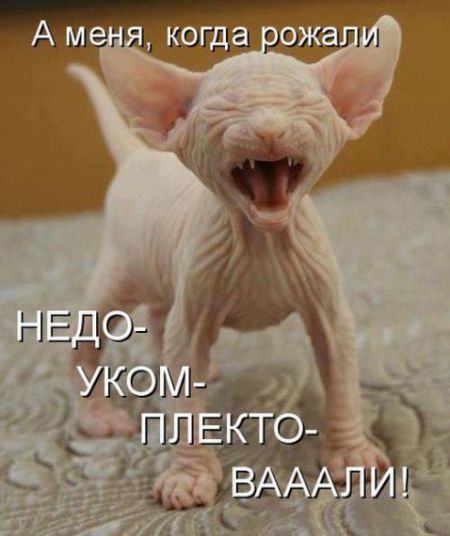 КотоМатрицы