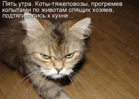 КотоМатрицы