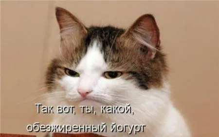 КотоМатрицы