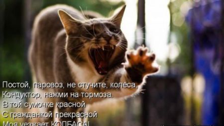 КотоМатрицы