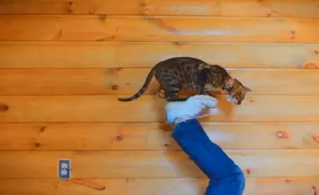 Удивительный кот