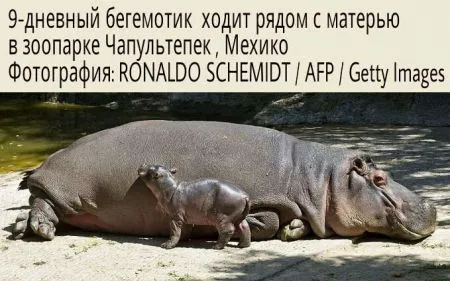 События из мира людей в виде фотографий