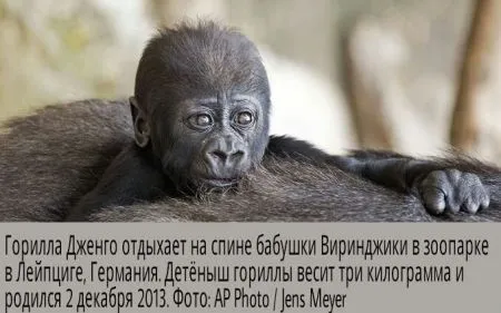 События из мира людей в виде фотографий