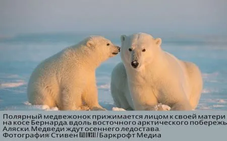 События из мира людей в виде фотографий