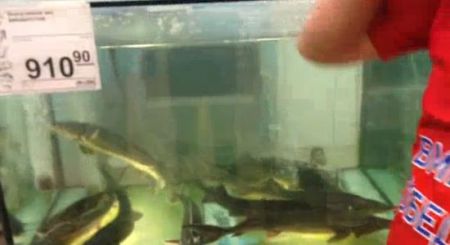 Мужик в магазине полез купаться в аквариум к осетрам