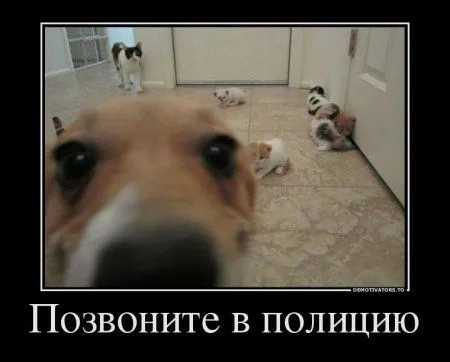 Демомотиваторы, тут у нас свои причуды Демомотиваторы, тут у нас свои причуды