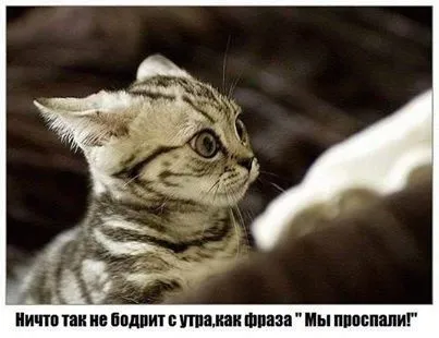 Настроение, н-на-адо) Смотри прикольные фото