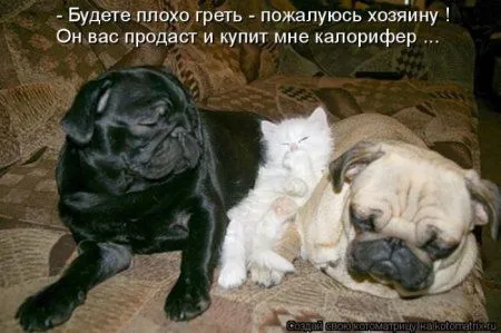 Котоматрица недели Котоматрица недели