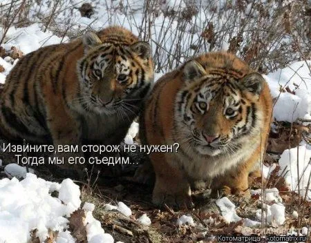 Котоматрица недели Котоматрица недели