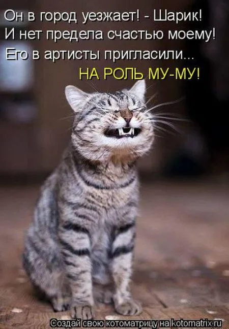 Котоматрица недели Котоматрица недели