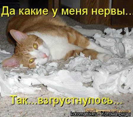 Котоматрица недели Котоматрица недели