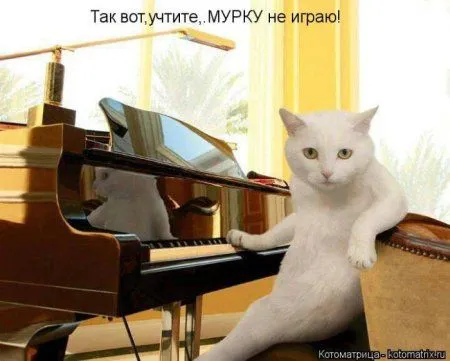 Котоматрица недели Котоматрица недели