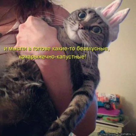 Котоматрица недели Котоматрица недели