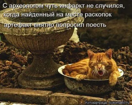Котоматрица недели Котоматрица недели