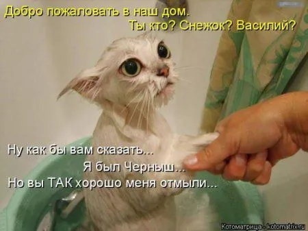 Котоматрица недели Котоматрица недели