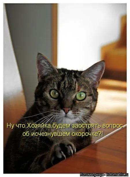 Котоматрица недели Котоматрица недели