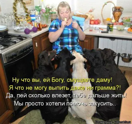 Котоматрица недели Котоматрица недели