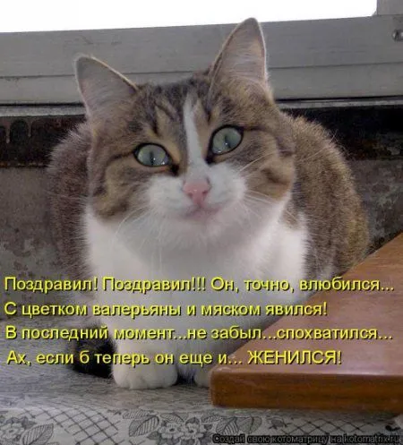 Котоматрица недели Котоматрица недели