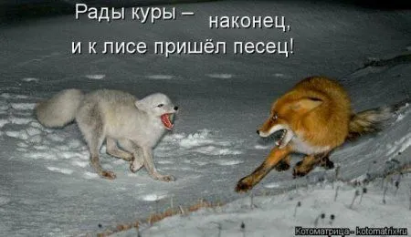Котоматрица недели Котоматрица недели