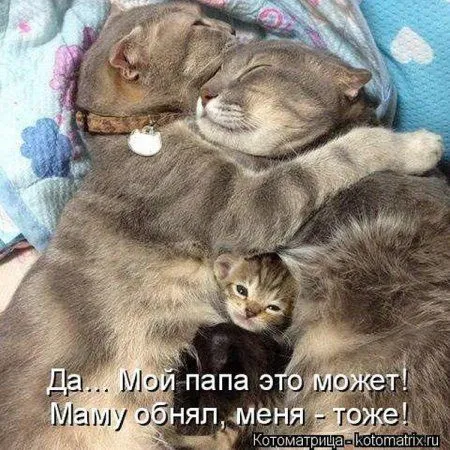 Котоматрица недели Котоматрица недели