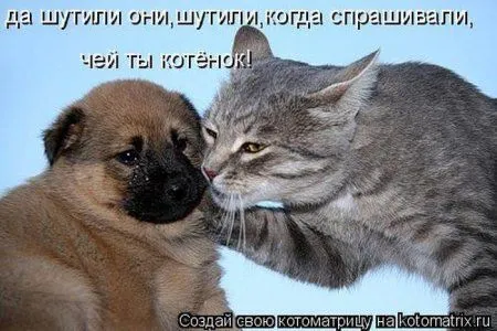 Котоматрица недели Котоматрица недели