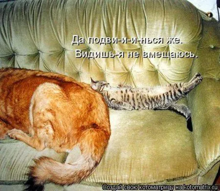 Котоматрица недели Котоматрица недели