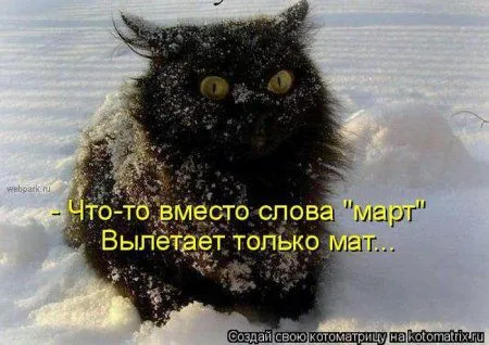 Котоматрица недели Котоматрица недели